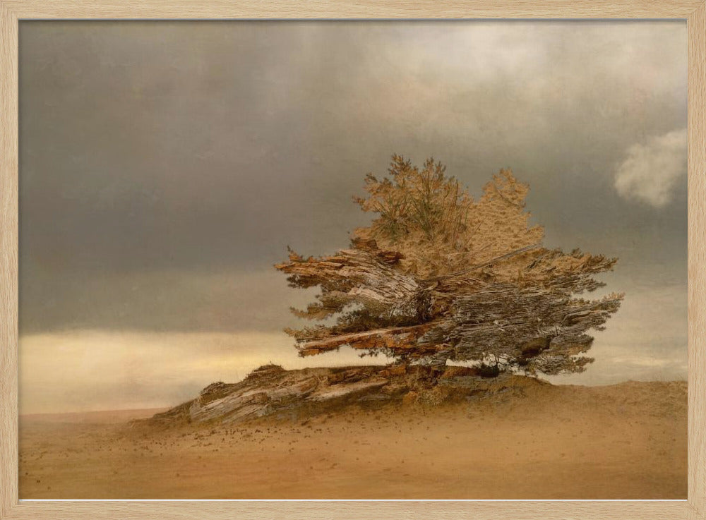 Pine and dunes | Poster