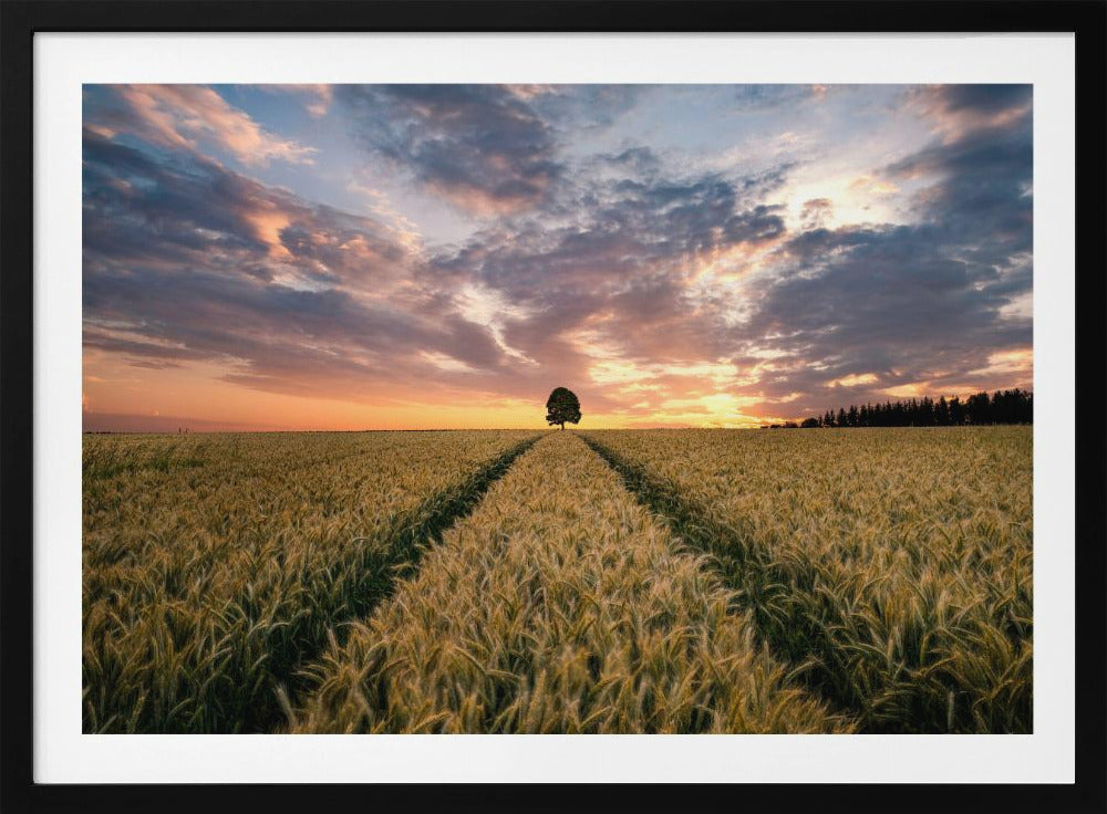 Field of dreams | Poster