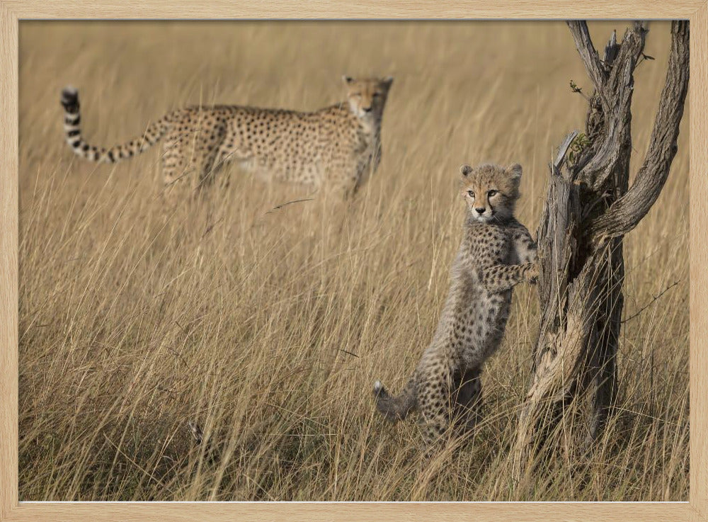 I've Got it Mum | Poster