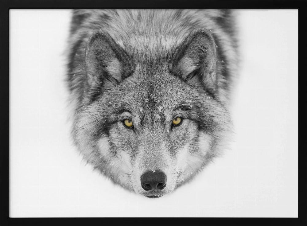 Yellow eyes - Timber Wolf | Poster