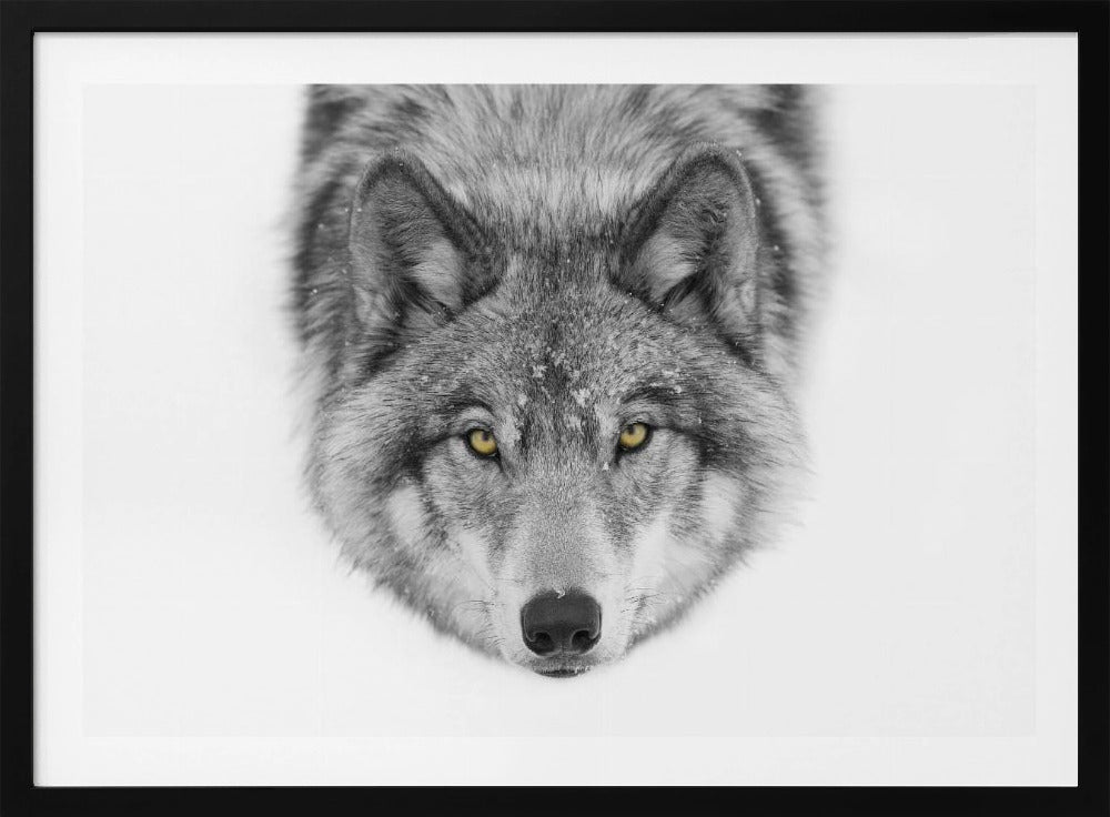 Yellow eyes - Timber Wolf | Poster