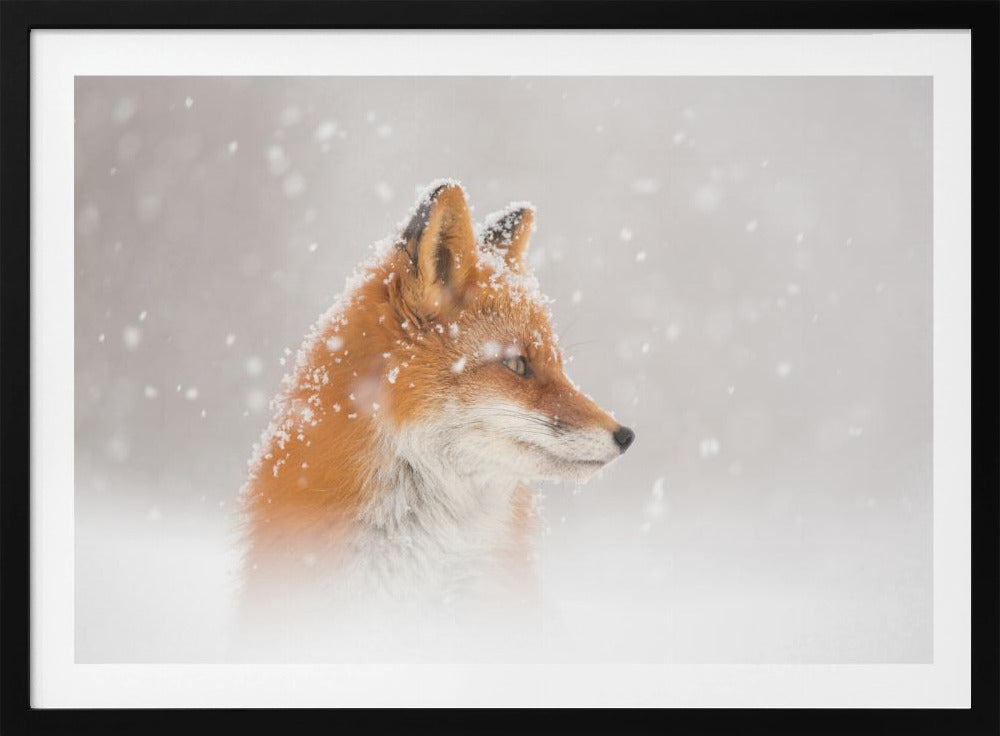 Snow is falling… | Poster