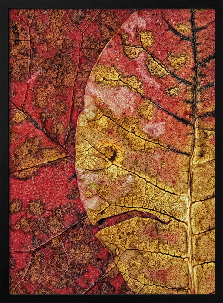 Dying Leaf | Poster