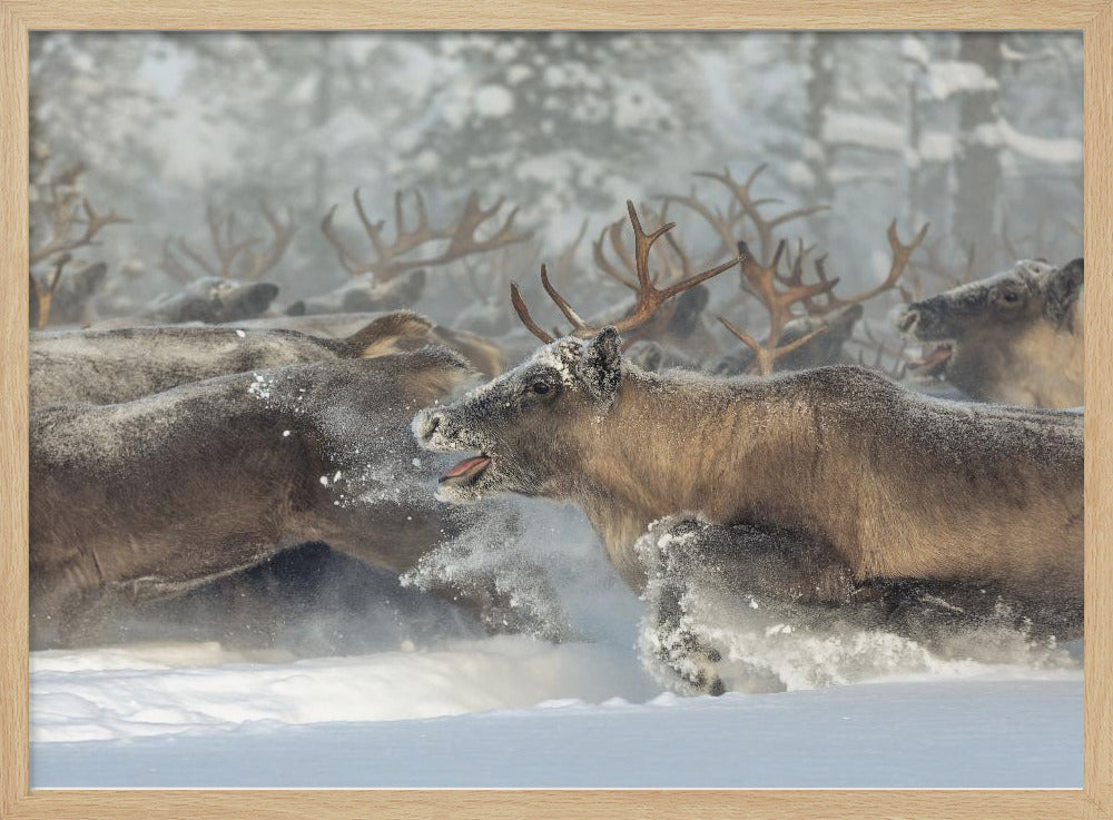 Reindeers III | Poster