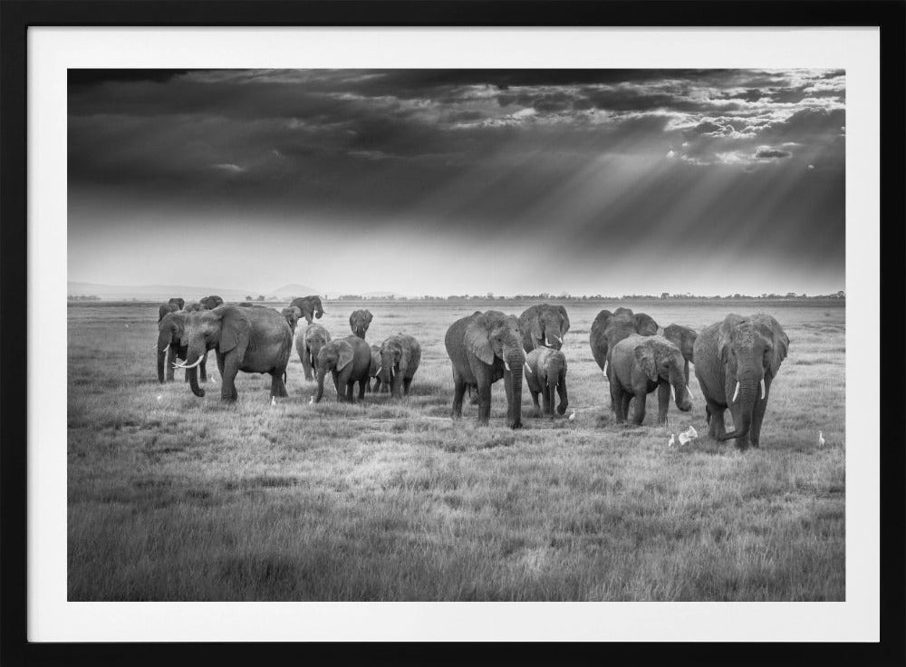 Breakfast with pachyderms | Poster