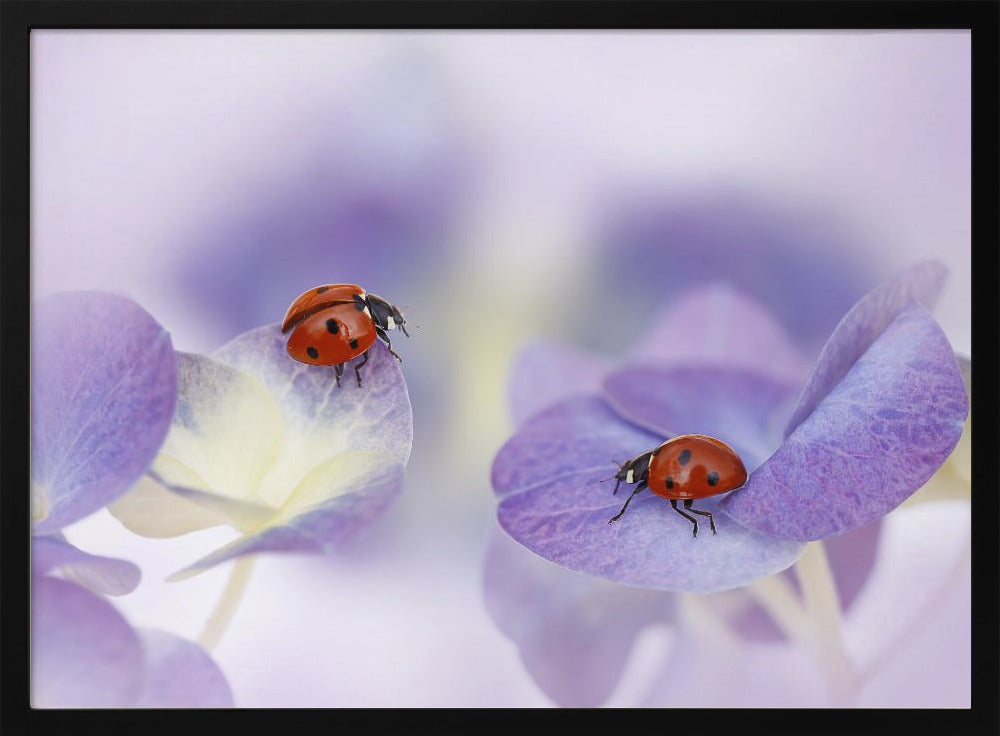Red and purple | Poster