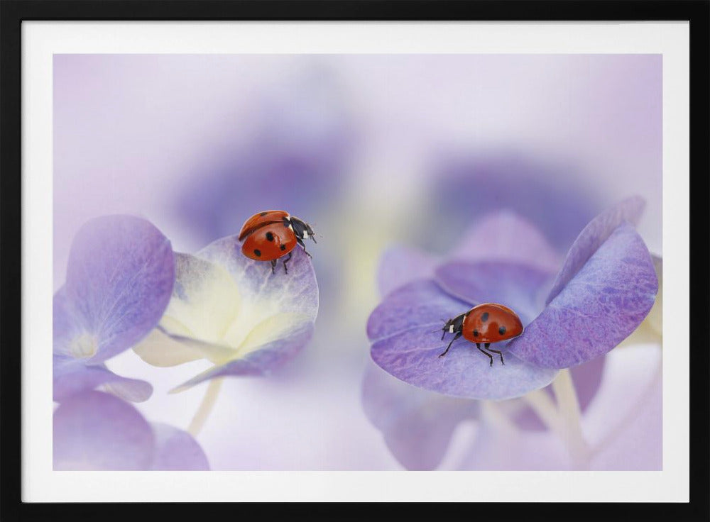 Red and purple | Poster