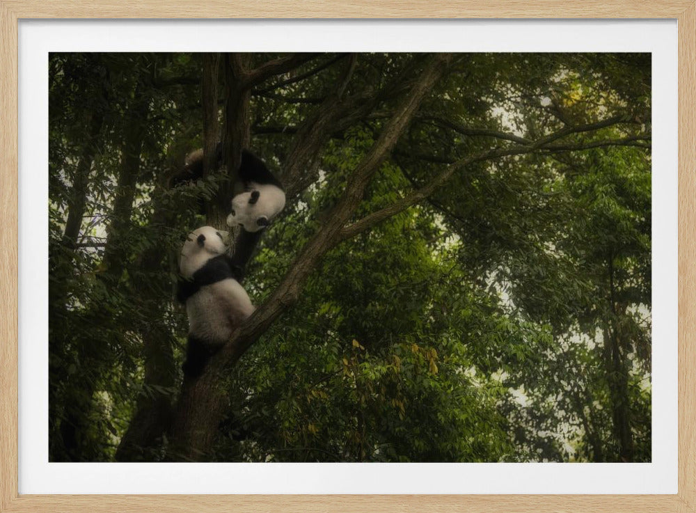 Panda | Poster