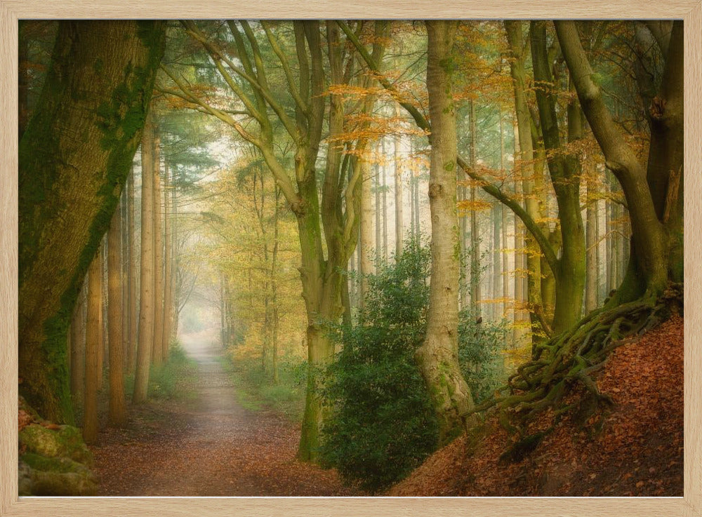 Following Fog | Poster