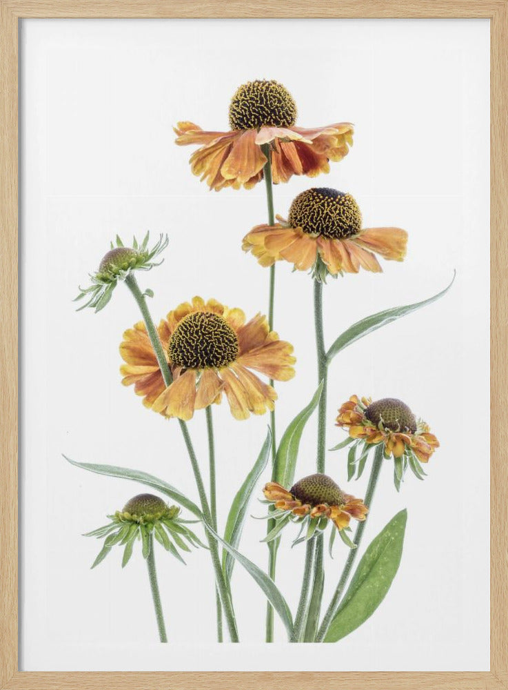 Helenium | Poster