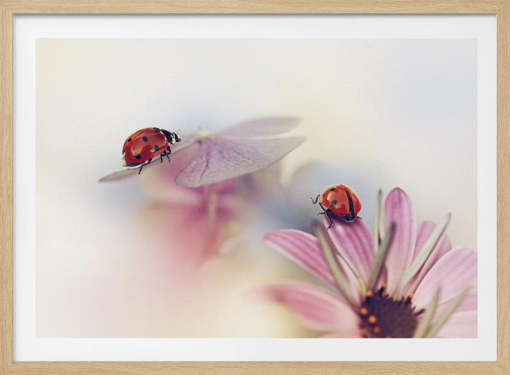 Last days of summer | Poster