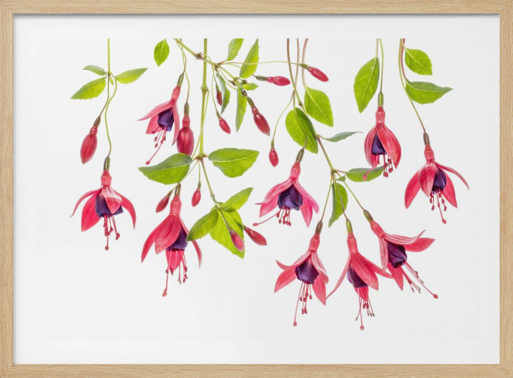 ~ Fuchsia ~ | Poster