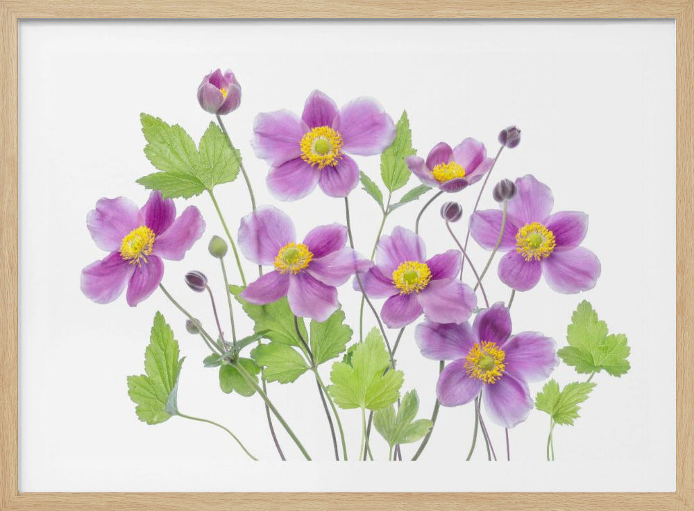 Anemone 'Hadspen Abundance' | Poster
