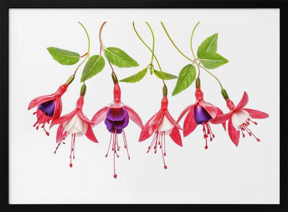 .Fuchsia. | Poster
