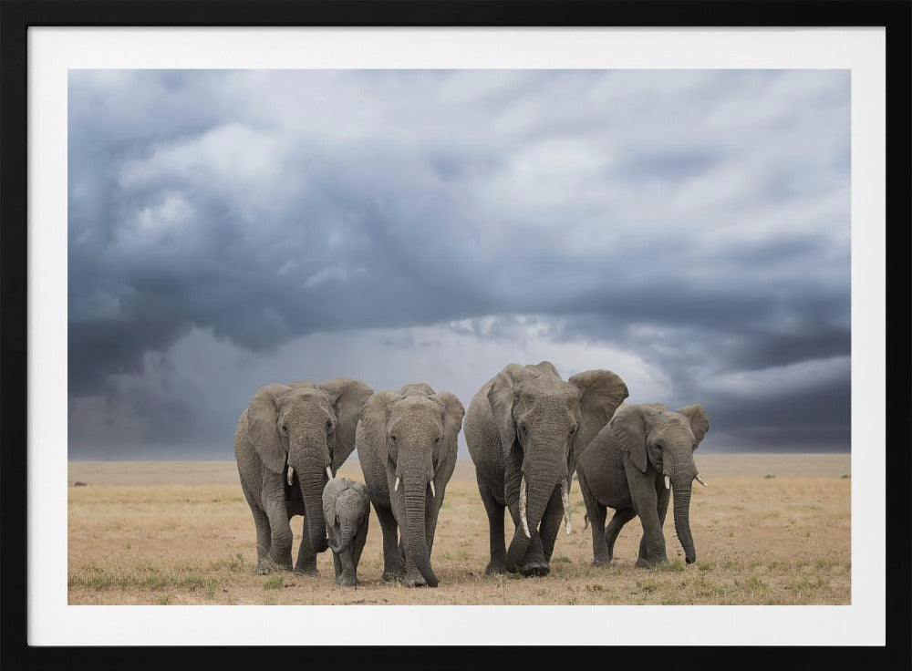 Elephant Walk | Poster