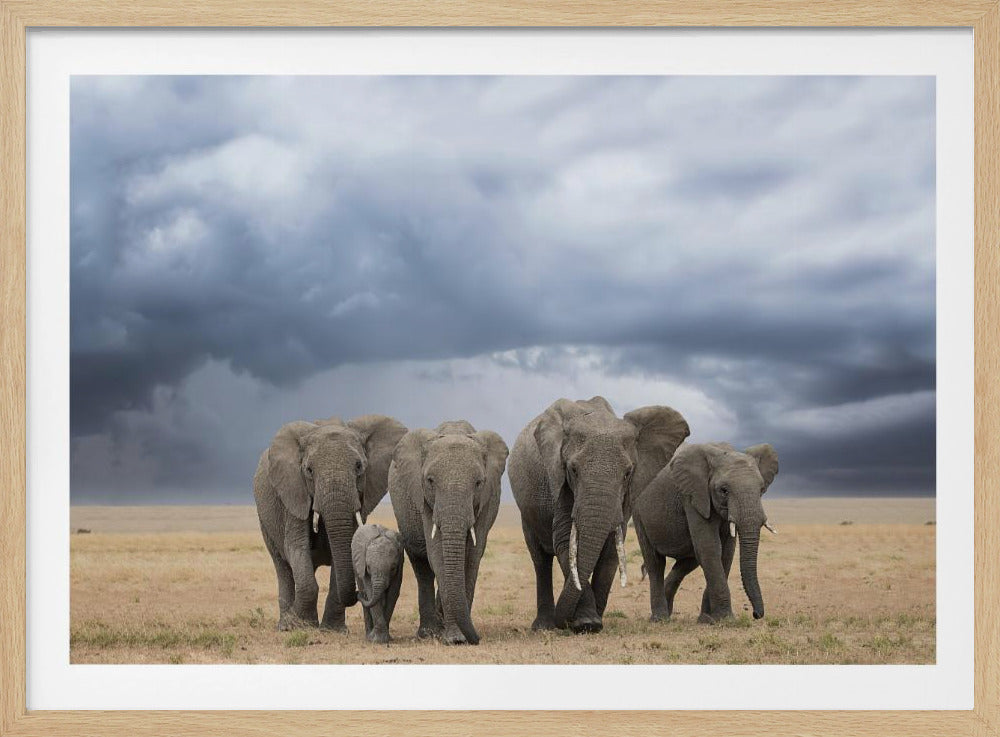 Elephant Walk | Poster