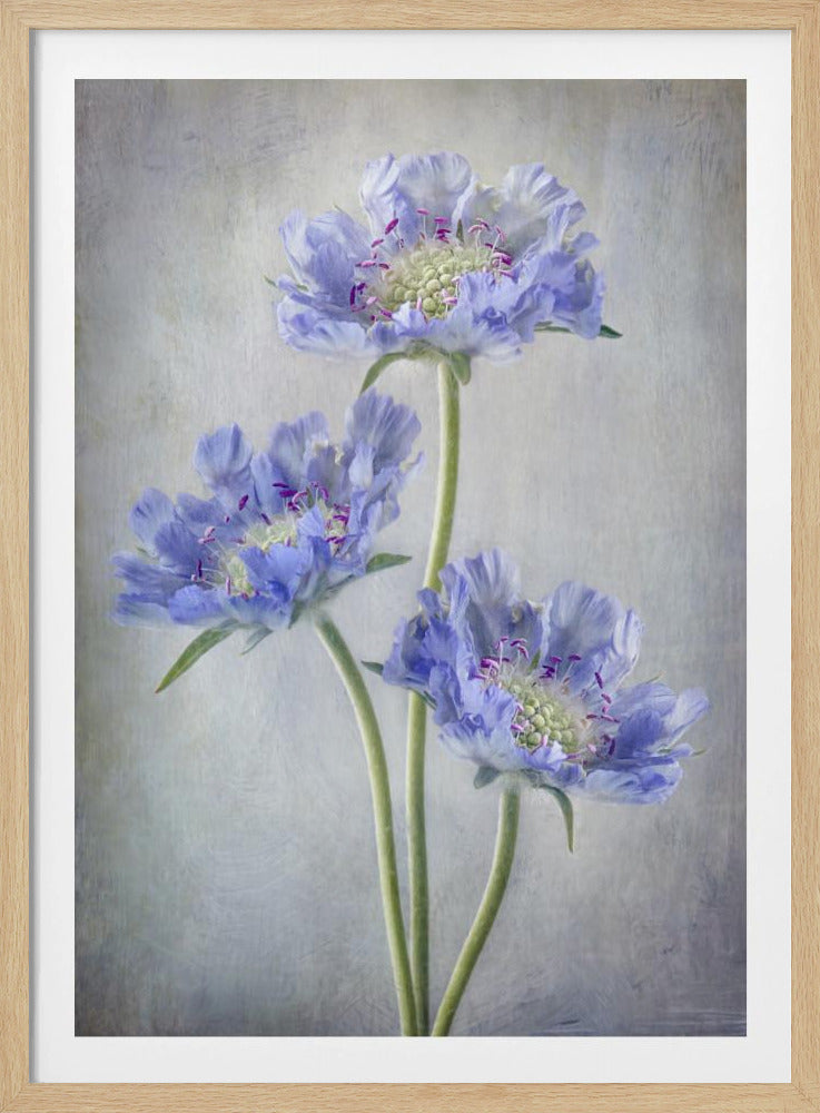 Scabiosa | Poster