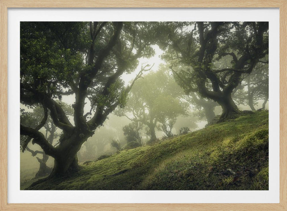 Enchanted Forest | Poster