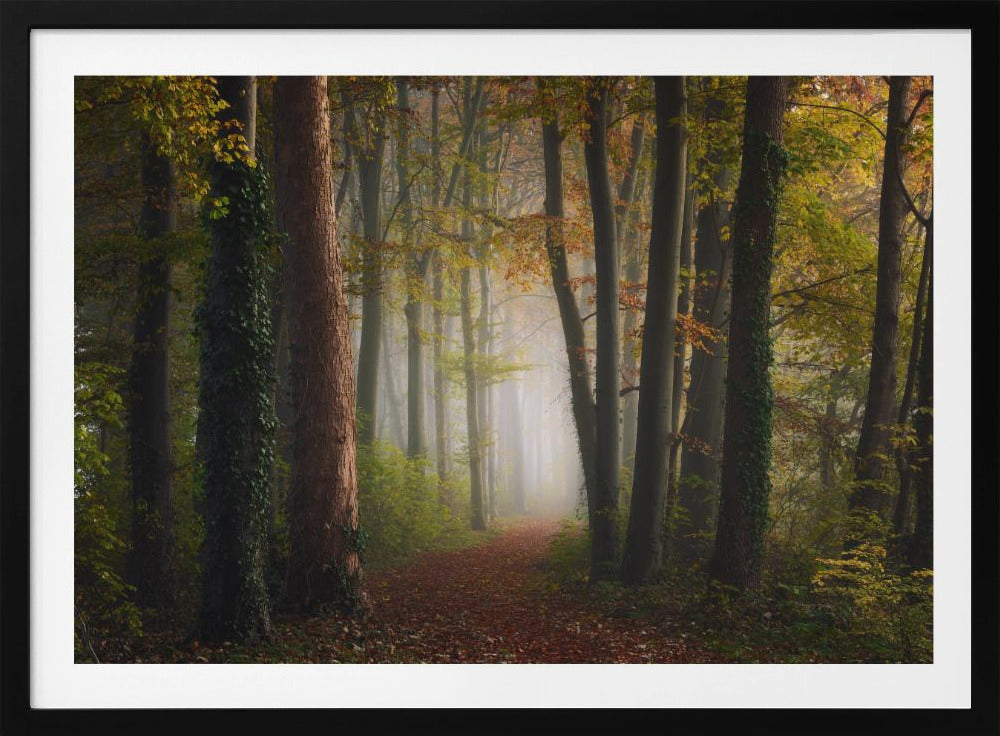 Autumn colorful forest | Poster