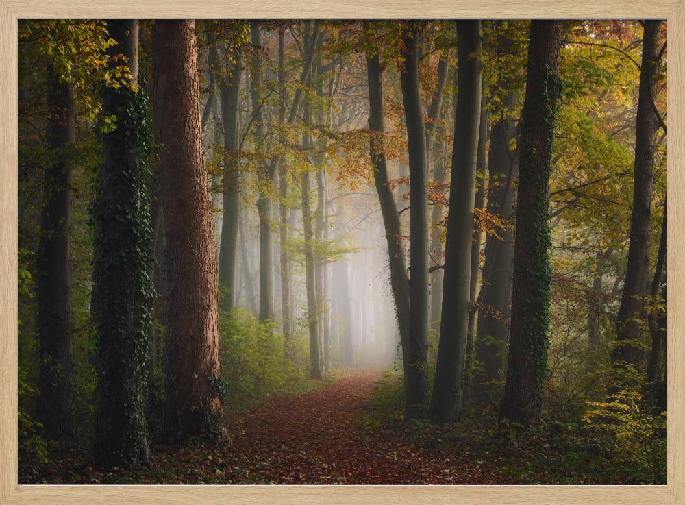 Autumn colorful forest | Poster