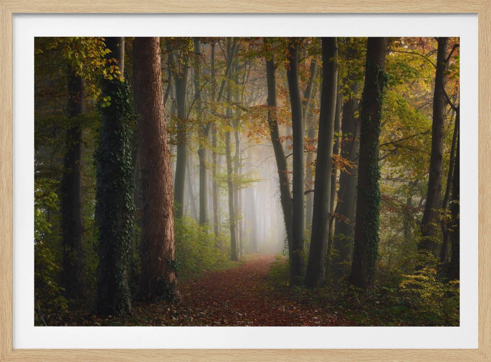 Autumn colorful forest | Poster