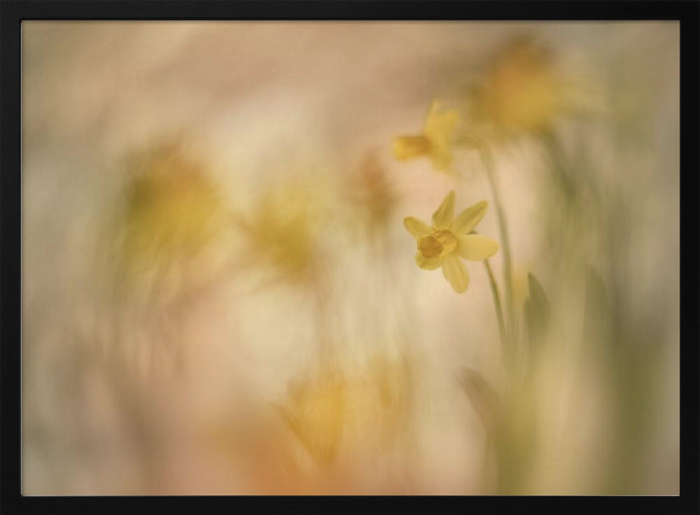 Daffodils | Poster