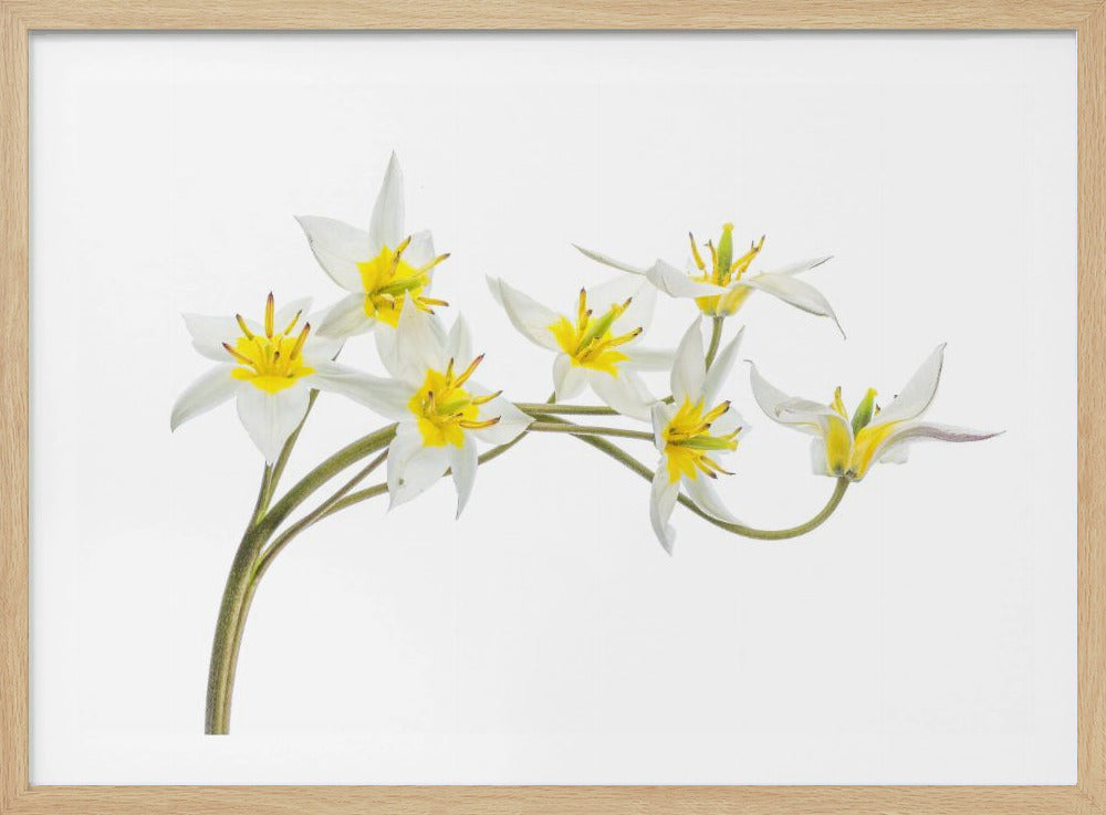 Tulipa Tarda | Poster