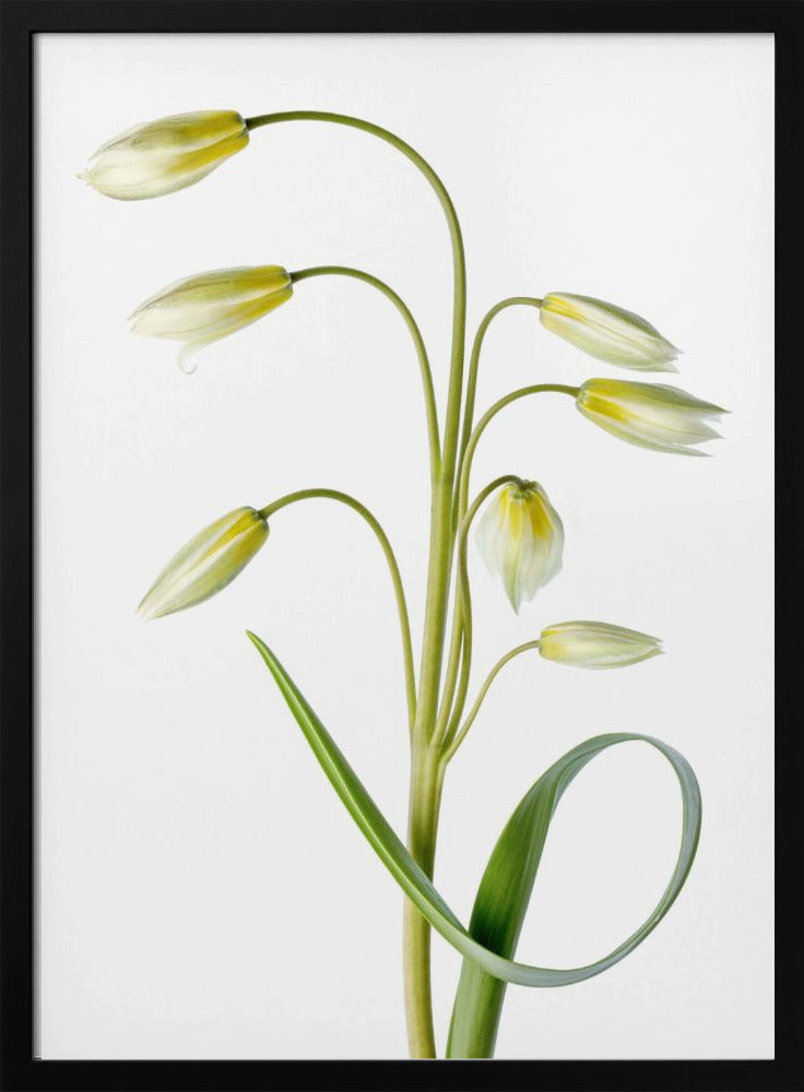 ~Tulipa Tarda~ | Poster