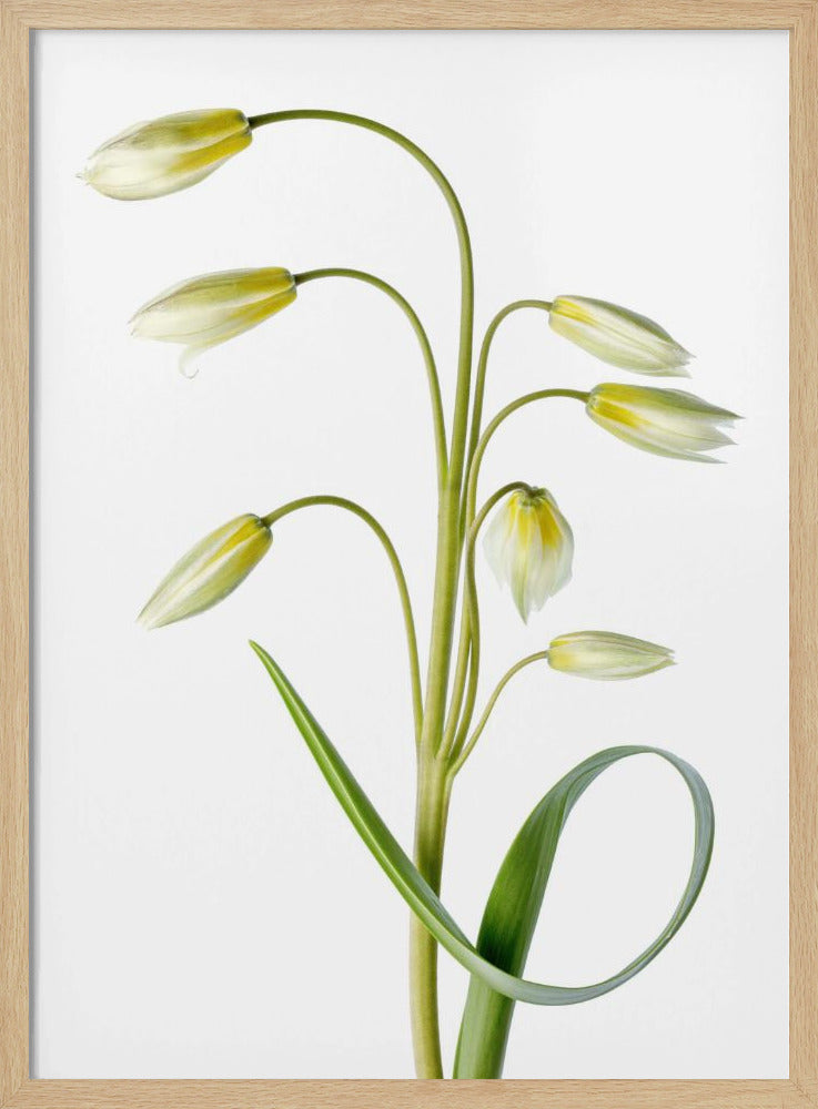 ~Tulipa Tarda~ | Poster