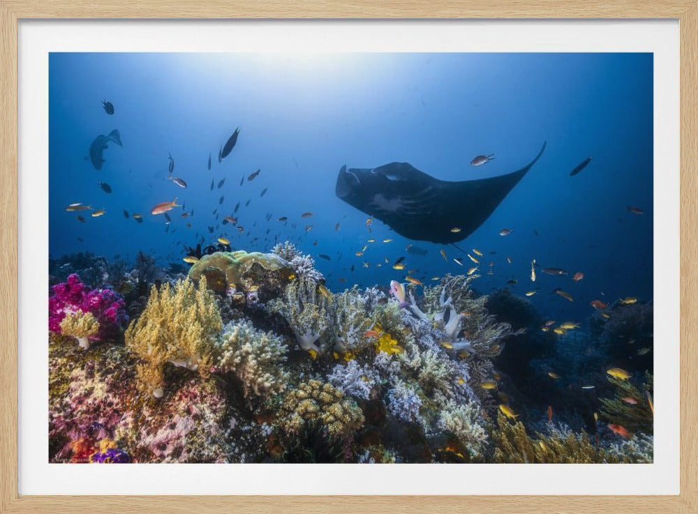 Manta reef on the reef | Poster