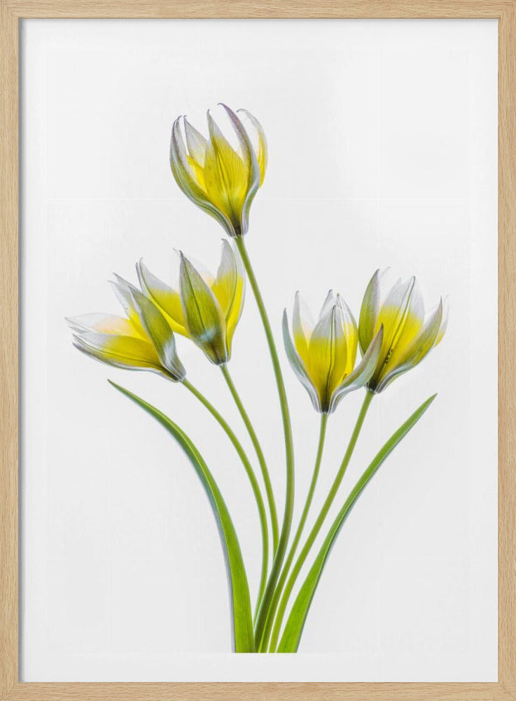 Tulipa | Poster