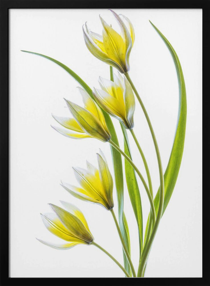 ~Tulipa | Poster