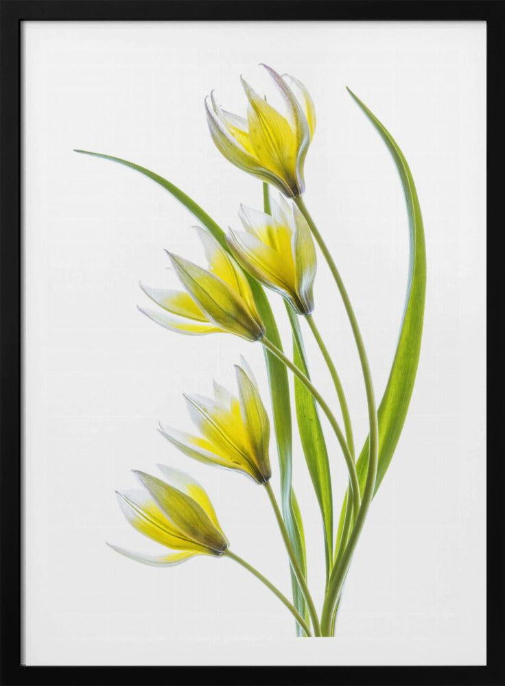 ~Tulipa | Poster