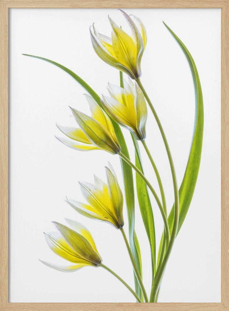 ~Tulipa | Poster