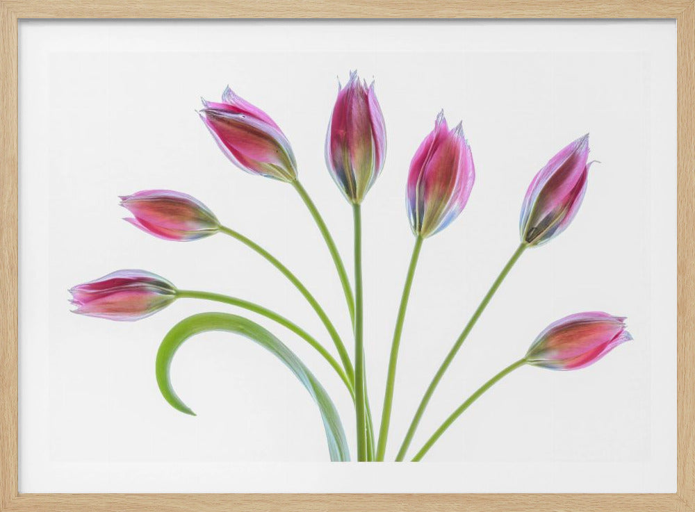 Tulipa | Poster