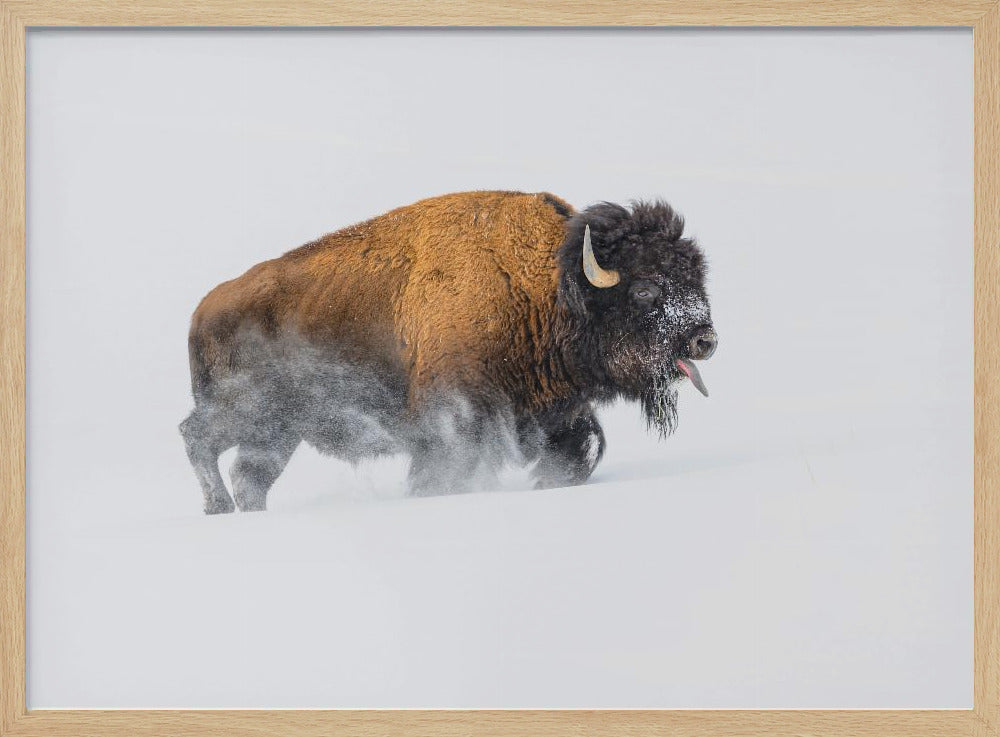 Bison in the Snow | Poster