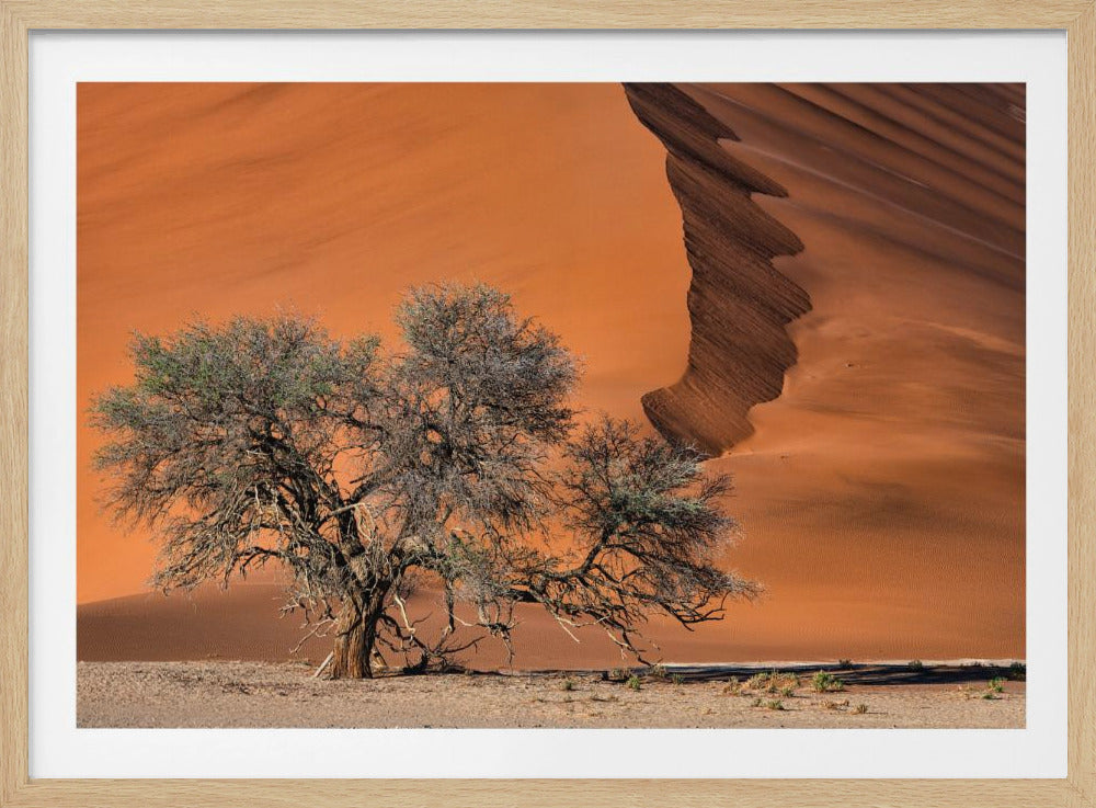 Acacia in the desert | Poster