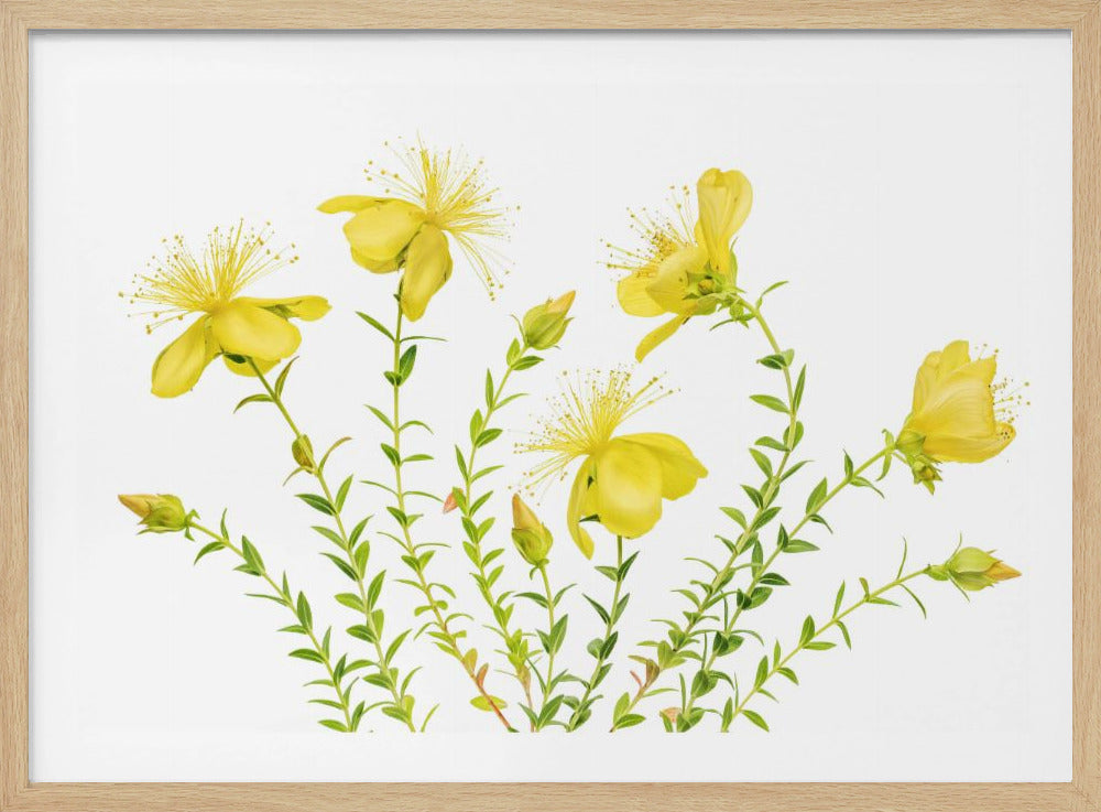 Hypericum | Poster