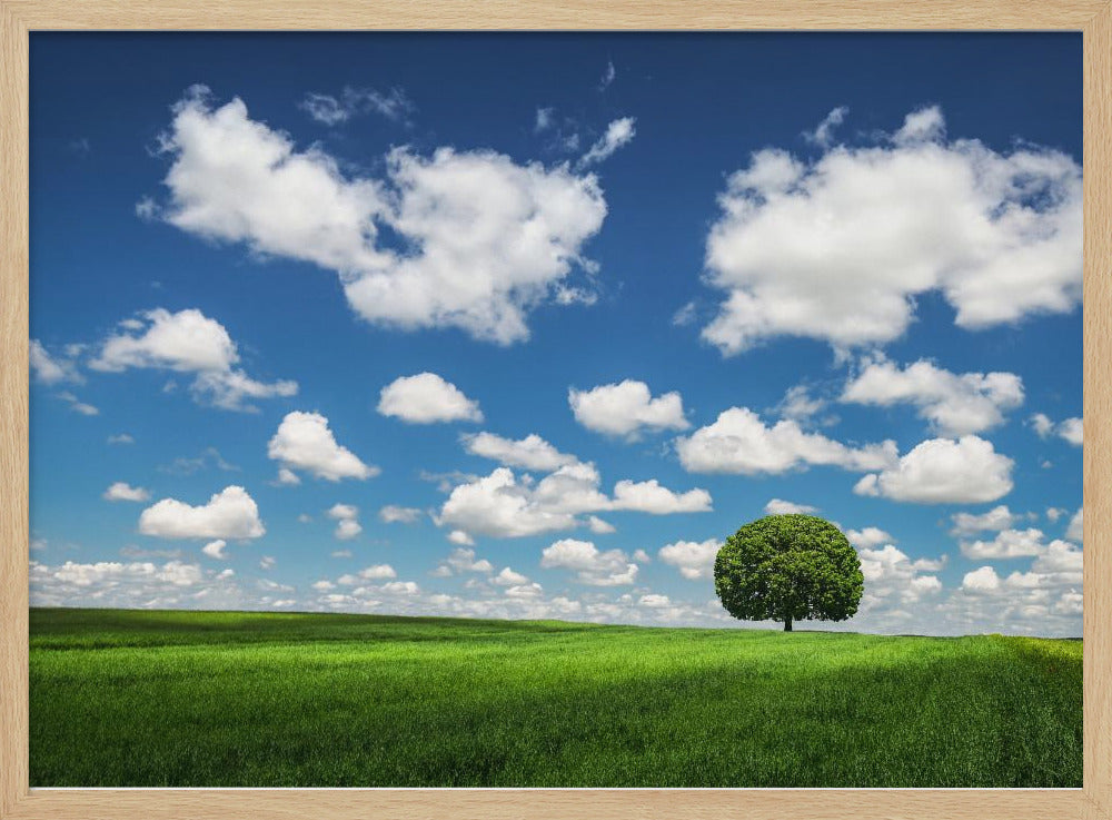 Lonely Tree | Poster