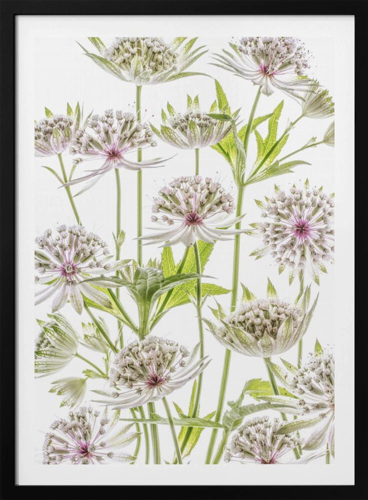 .Astrantia. | Poster