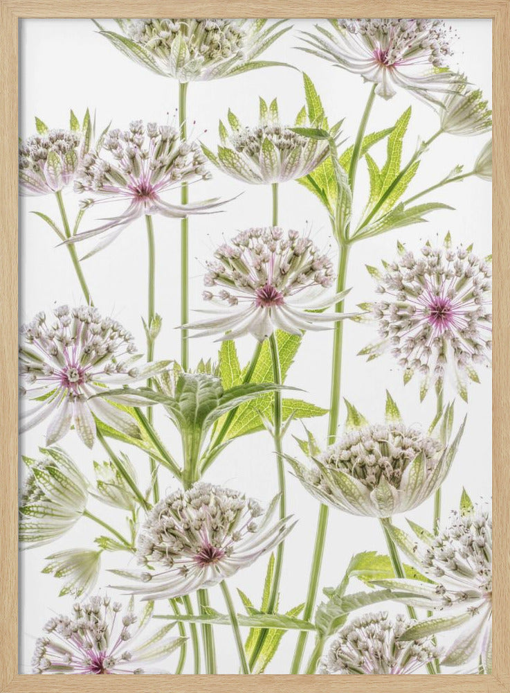 .Astrantia. | Poster