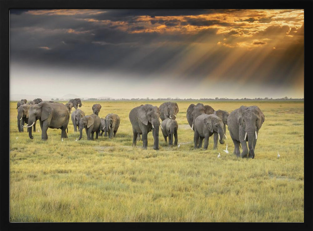 For the love of elephants | Poster