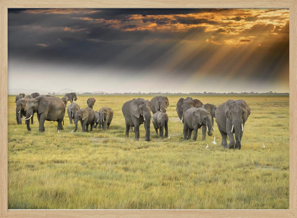 For the love of elephants | Poster