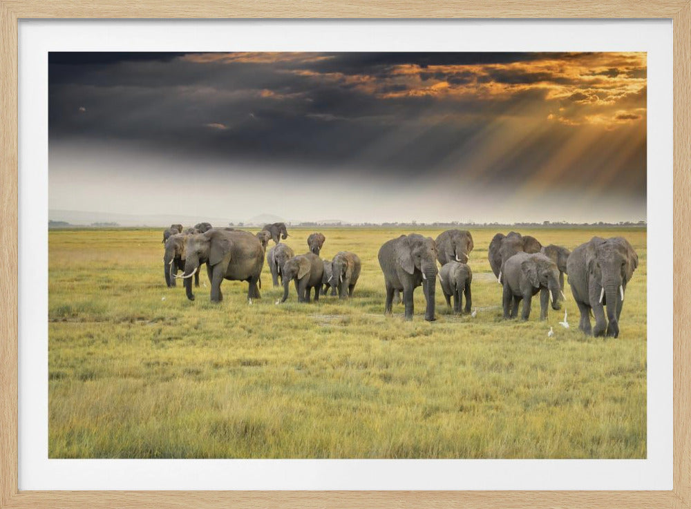 For the love of elephants | Poster