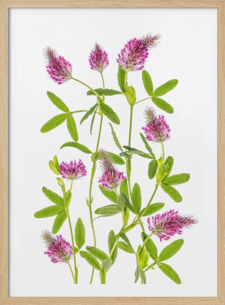 Trifolium | Poster