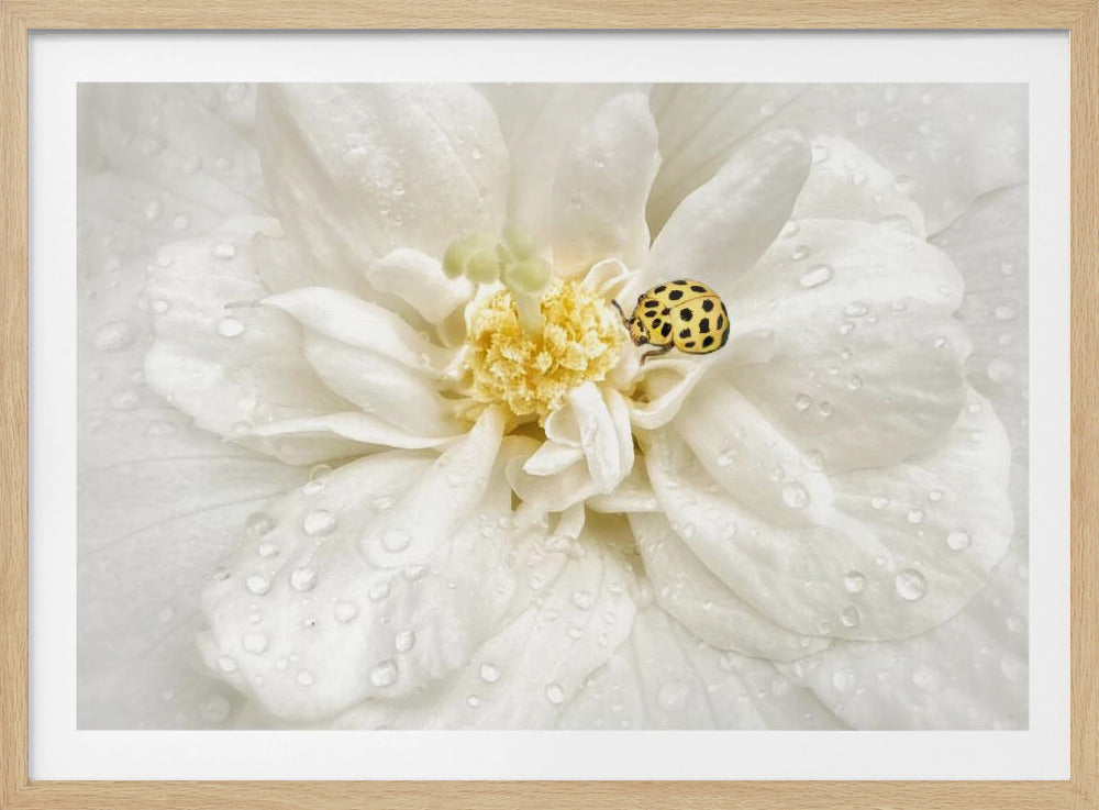 Dewdrops are the GEMS of morning | Poster