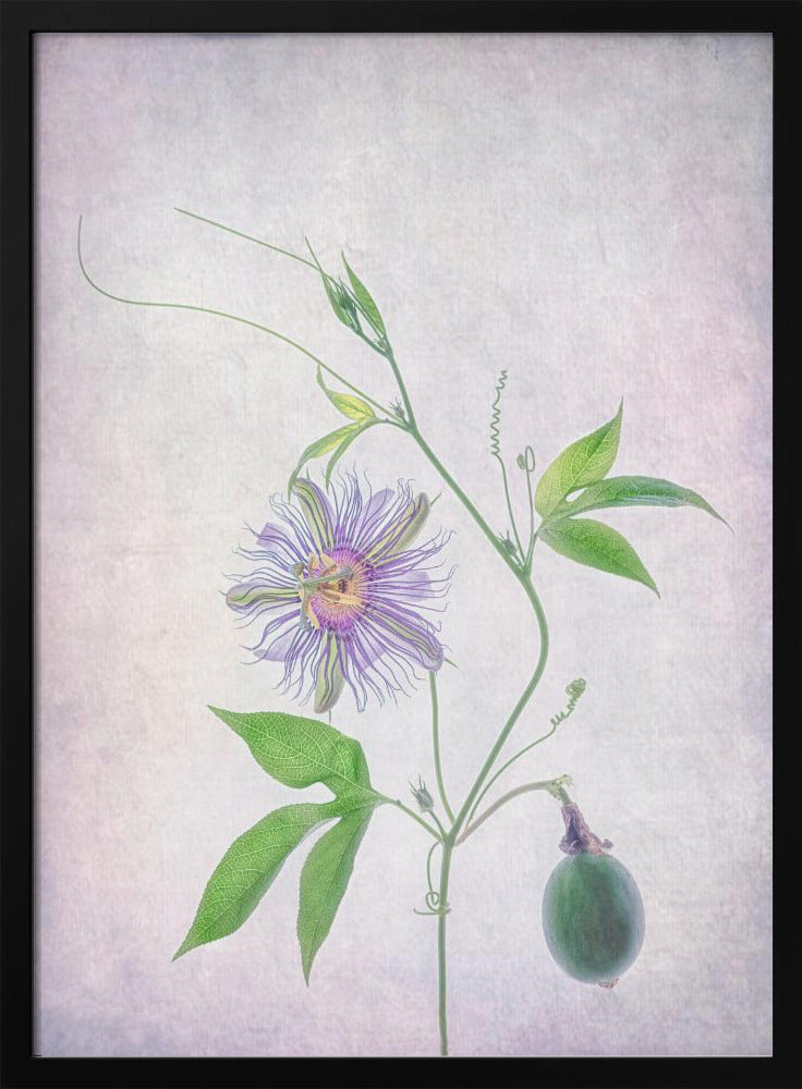 Passion Fruit | Poster