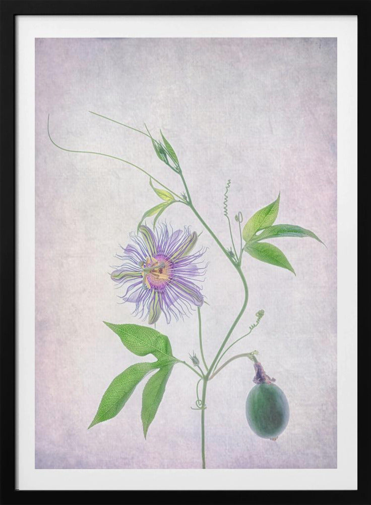 Passion Fruit | Poster