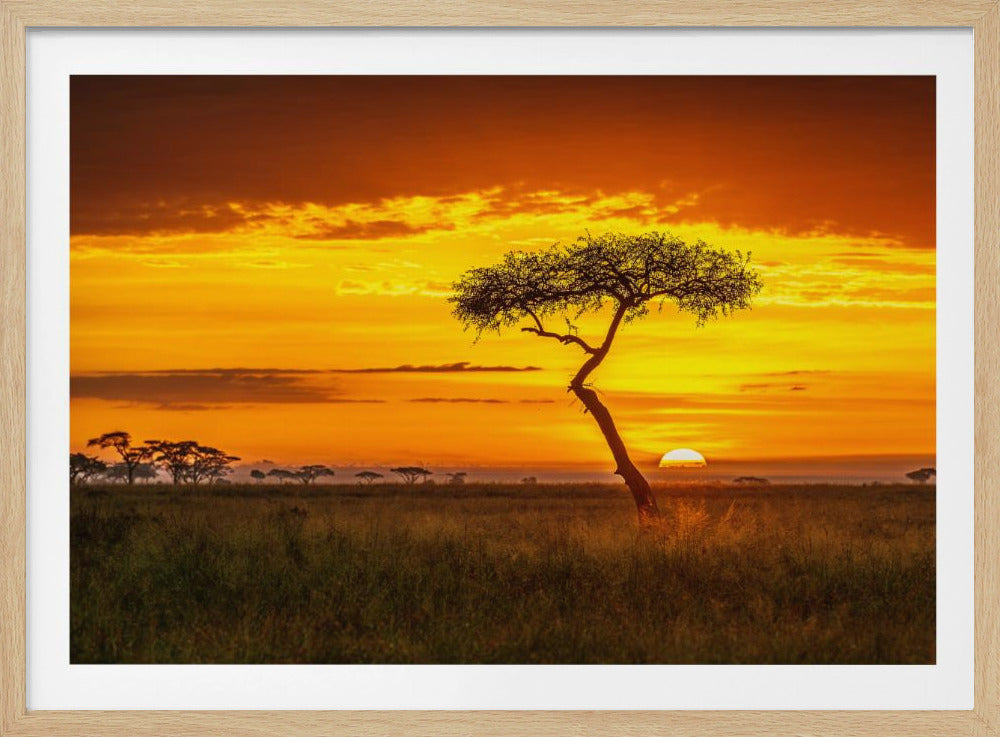 Primordial Africa | Poster