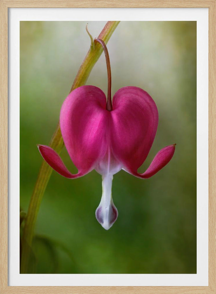 Bleeding Heart | Poster